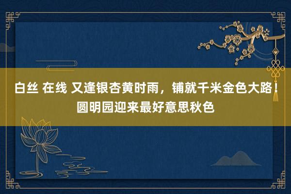 白丝 在线 又逢银杏黄时雨，铺就千米金色大路！圆明园迎来最好意思秋色